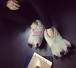 Gray Plush Paw Claw House Slippers Animal Plush Shoes